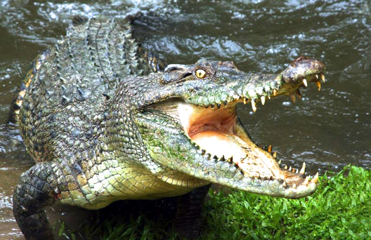 Crocodile Adventure