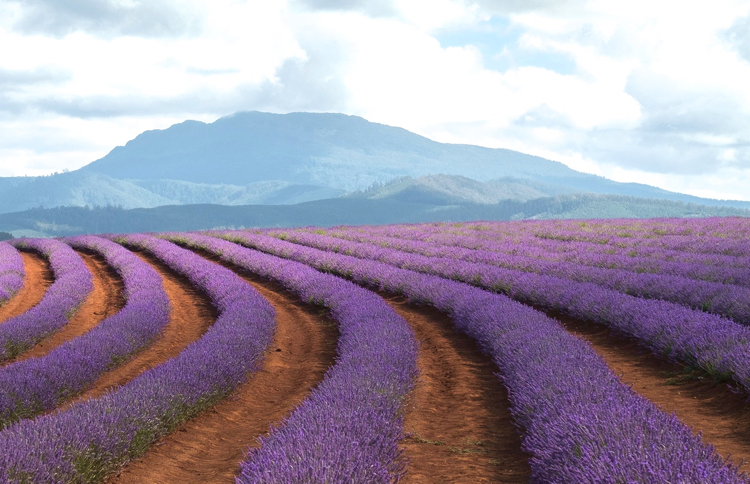 Lavender estate