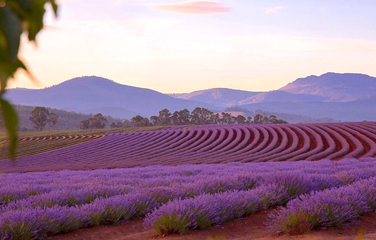 Bicheno - Lavender Fields