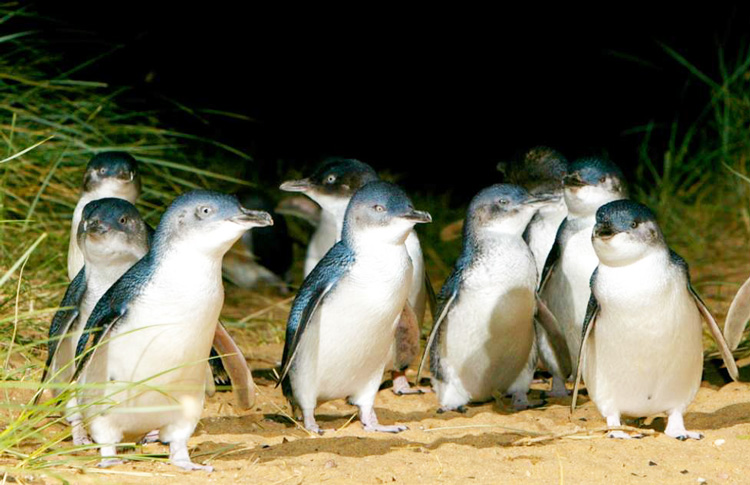 Bicheno Penguin Tour