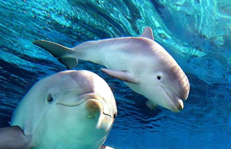 Dolphins Australia