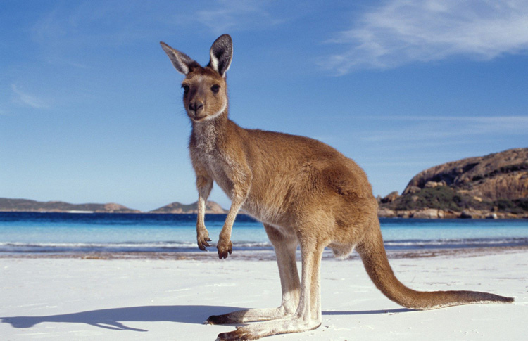 Wilsons Promontory Kangaroo 