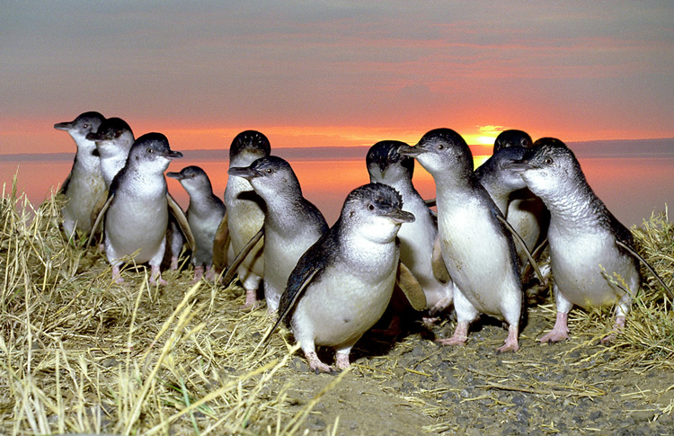 Phillip Island raft of penguins