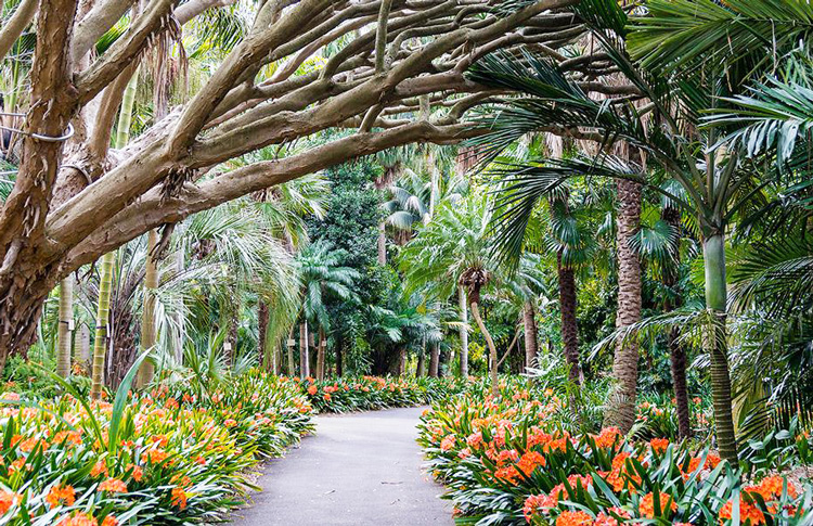 Sydney's Royal Botanic Gardens