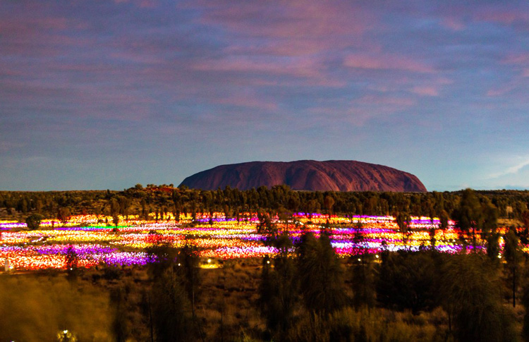 Uluru sunrise at the Field of Light