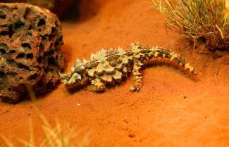creatures at Alice Springs