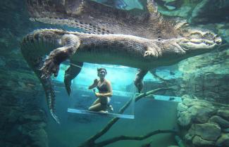 Croc Cage Diving