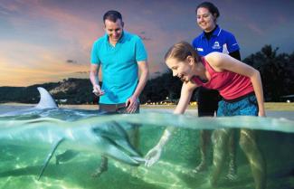 Moreton Island Dolphins