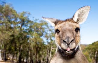 Kangaroo Phillip Island