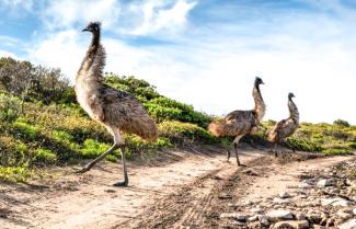 Port Lincoln National Park Emus
