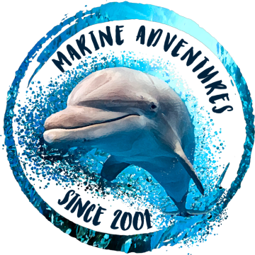 Australian Dolphin Encounters