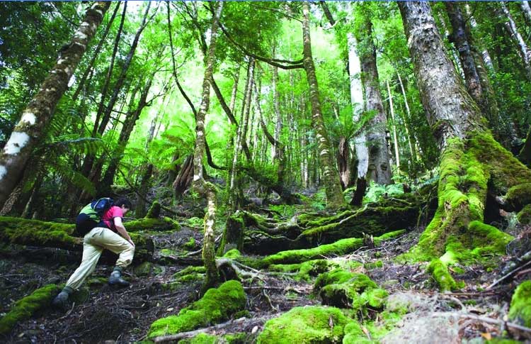 Tarkine Wilderness Forest