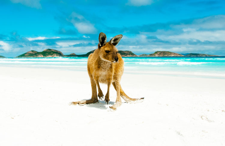 Kangaroos on the beach at Cape Le Grand National Park