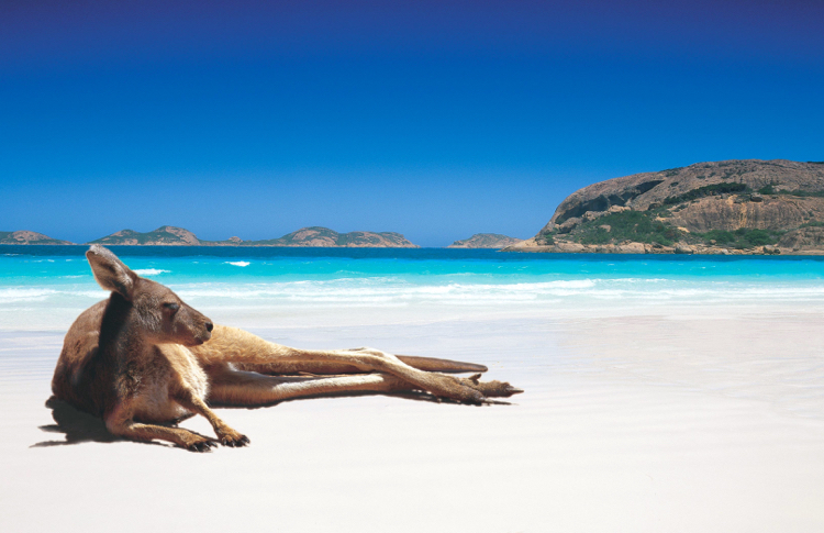 Kangaroo on the beach at Lucky Bay