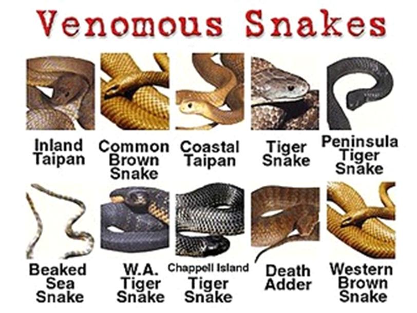 Australian Snakes