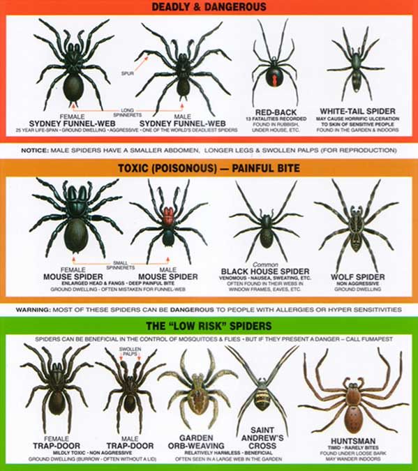New Zealand Spiders Identification Chart