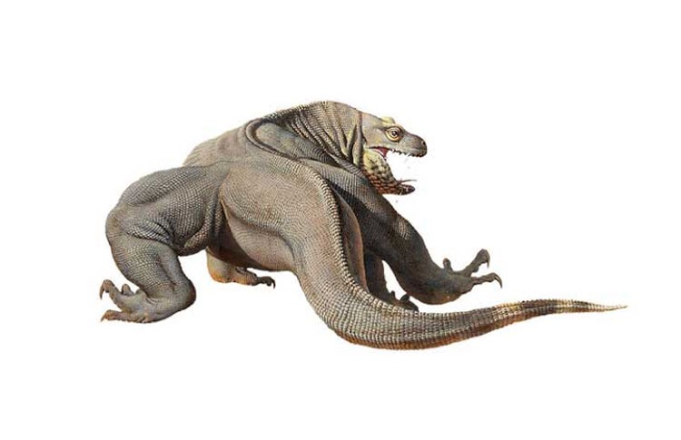 Megalania