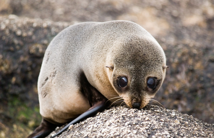 Seal