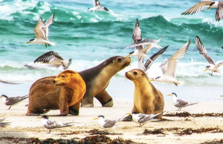 kangaroo island seal colony
