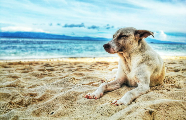 Dog on a Sydney Beach