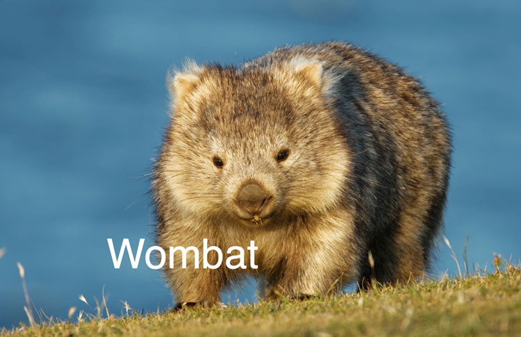 wombat