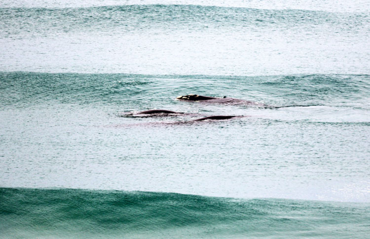Whales in the waves in Australia