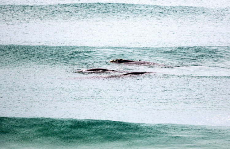 Great Ocean Road Whales