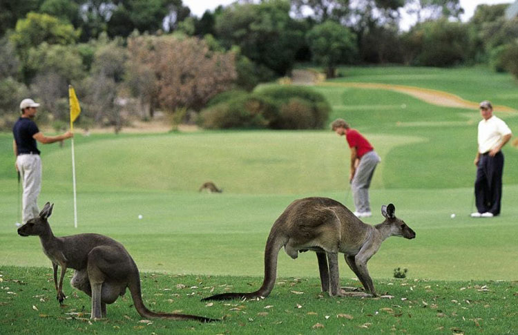 Kangaroo on Golf Course