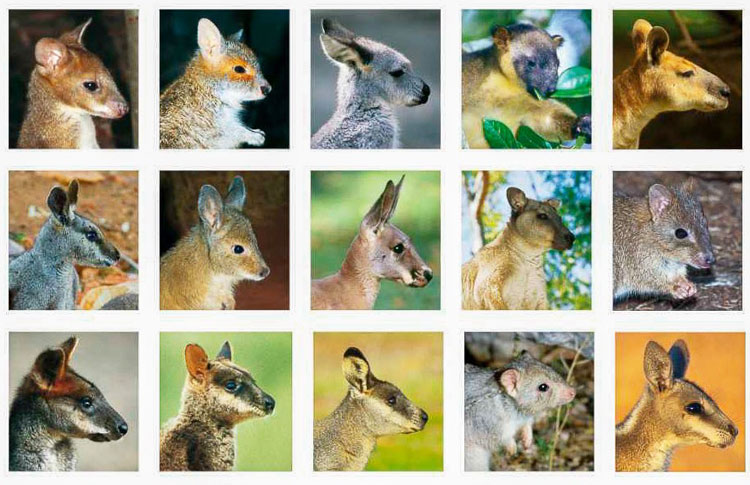 Various Australian Kangaroo's