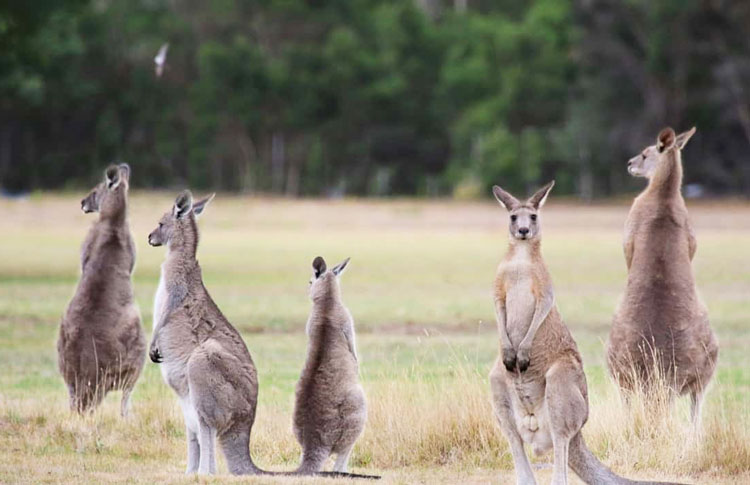 kangaroo in wild
