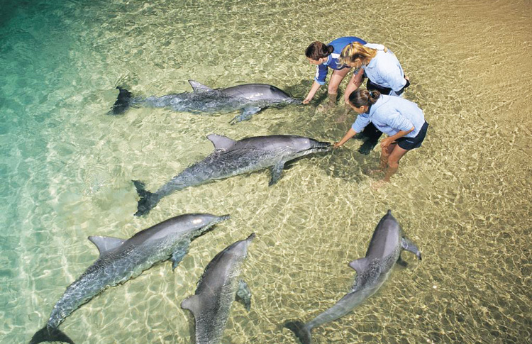 Monkey Mia Dolphin feeding