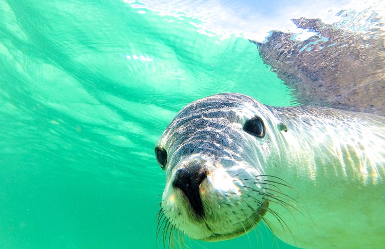 Jurien Bay Seal Lion Tour