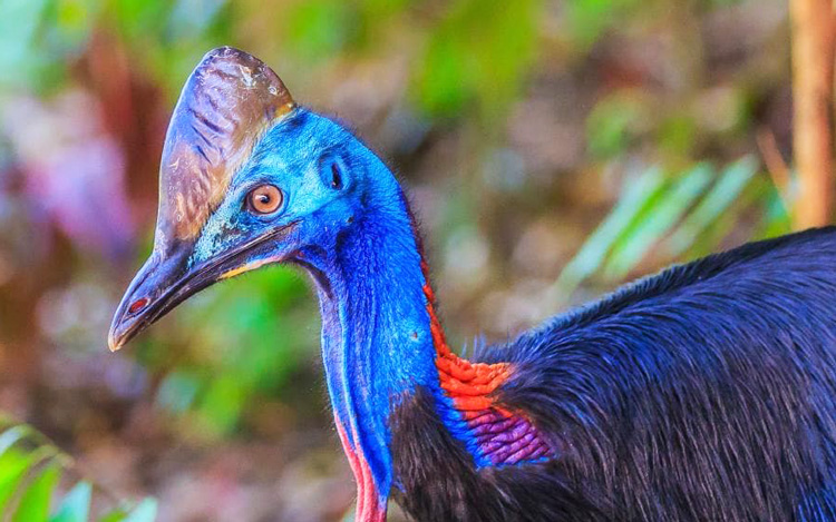 Cassowary