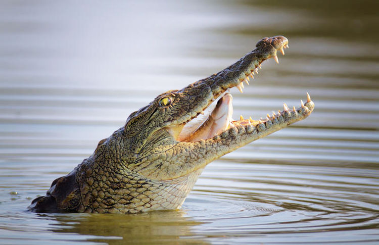 Crocodile