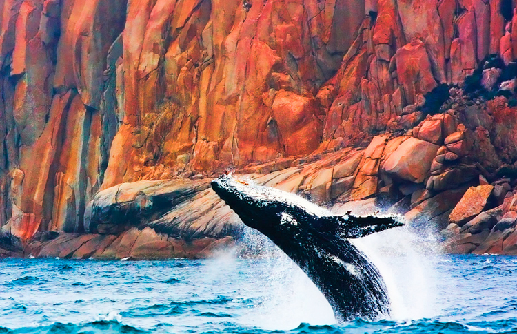Whale Tour Tasmania