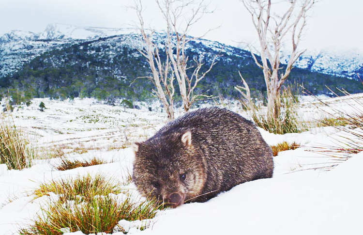 Wombat in the snow at Cradle Mountain