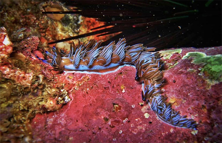 Blue Dragon nudibranch at fish rock cave