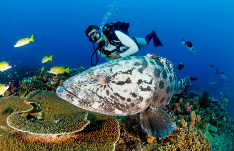 Diving in Australia