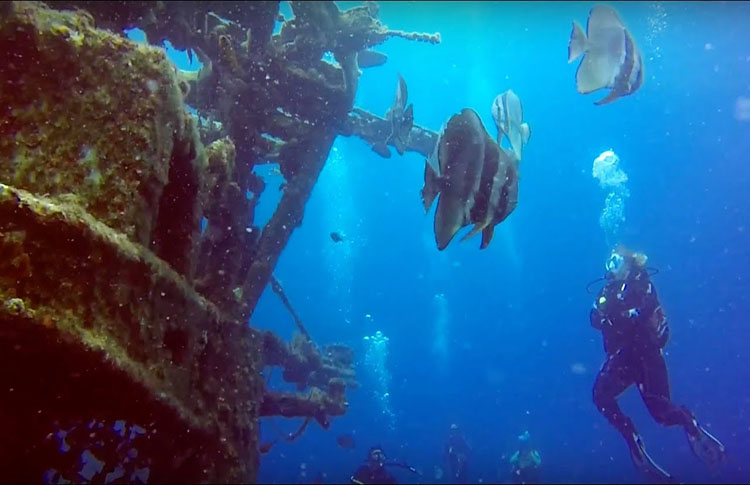 Diving the HMAS Swan