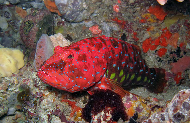 Diving Rottnest