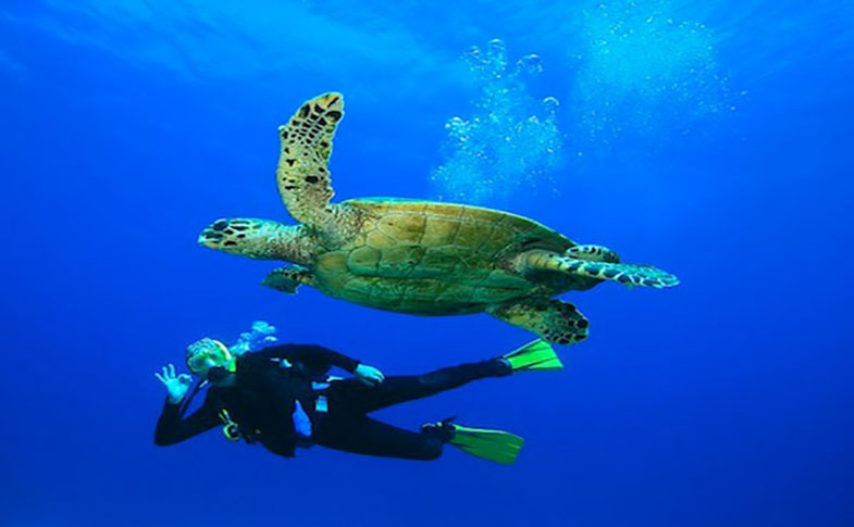 diving Solitary Islands