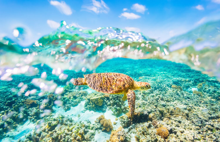 Great Barrier reef Turtles