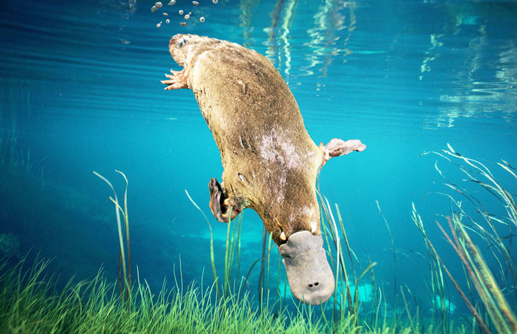 Platypus House