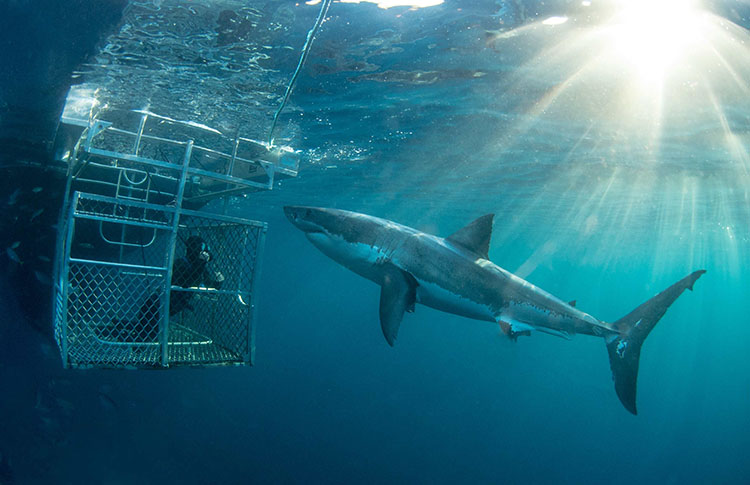 Shark Cage Diving South Australia