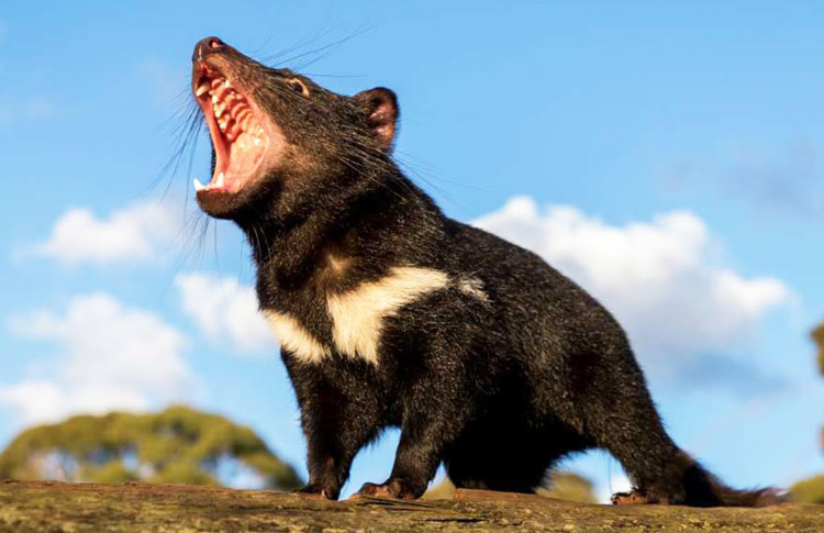 UnZoo Tasmania