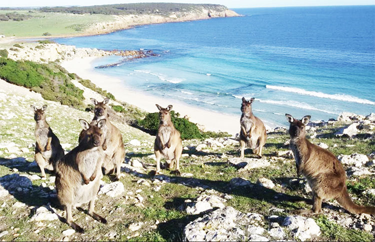 Kangaroo Island - Troop of Roos