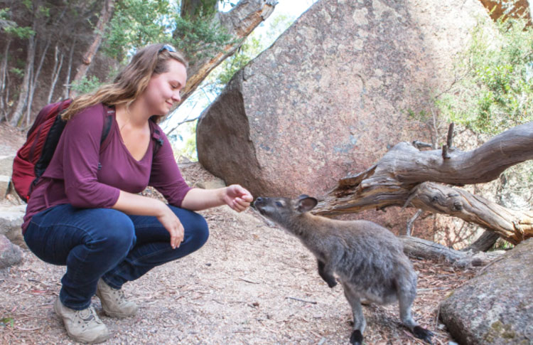 Kangaroo Freycinet