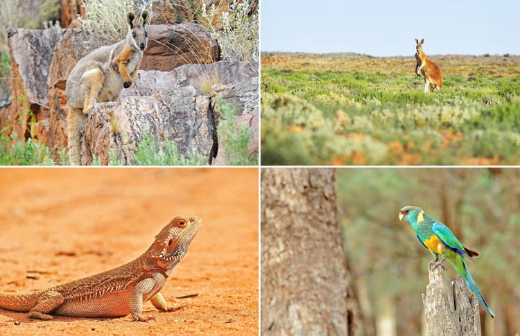Wildlife in the Flinders Ranges National Park