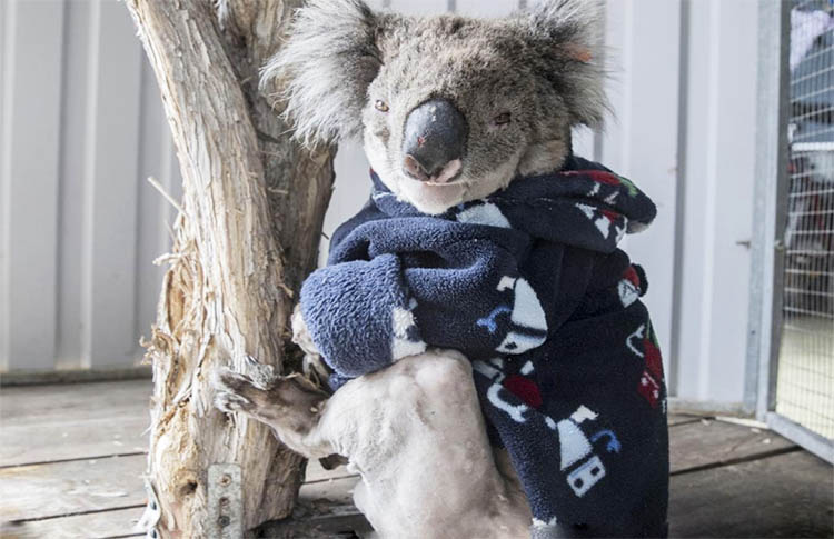rugged up Koala in Adelaide