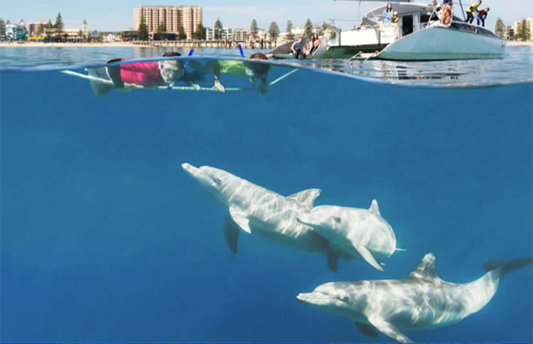 Dolphin swim Adelaide